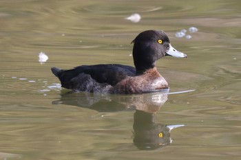 Tufted Duck Akashi Park Sun, 2/11/2024