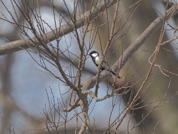 Japanese Tit 宮田用水(蘇南公園前・江南市) Fri, 3/22/2024