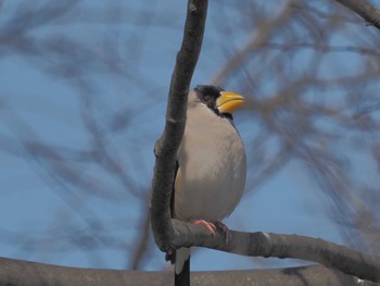 Japanese Grosbeak 宮田用水(蘇南公園前・江南市) Fri, 3/22/2024