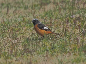 Daurian Redstart 宮田用水(蘇南公園前・江南市) Fri, 3/22/2024