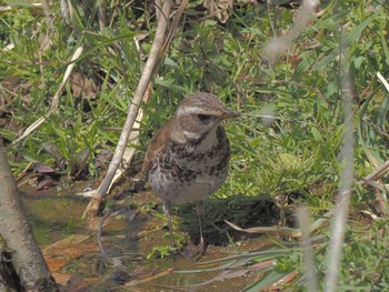 Dusky Thrush 宮田用水(蘇南公園前・江南市) Fri, 3/22/2024