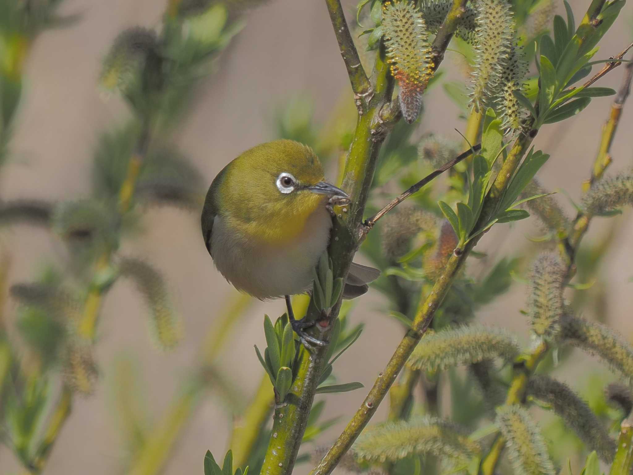 Warbling White-eye