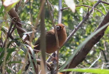 Chinese Hwamei 東京都立桜ヶ丘公園(聖蹟桜ヶ丘) Sat, 3/16/2024