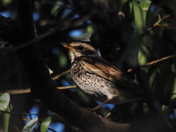 Dusky Thrush 県議会の森 Sat, 3/30/2024