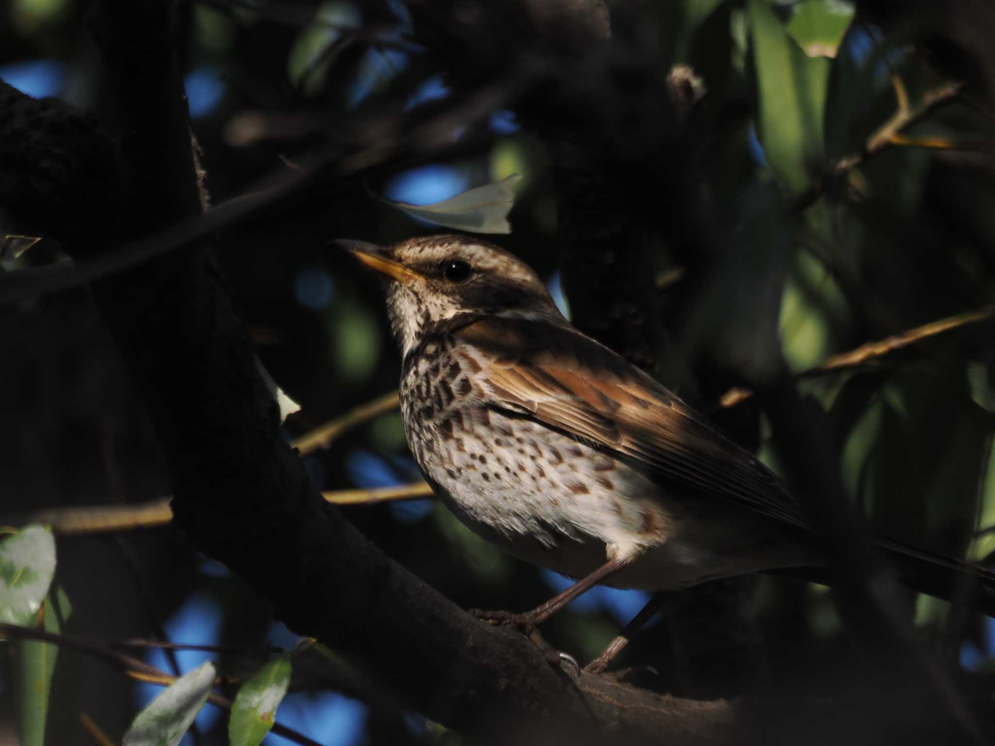 Photo of Dusky Thrush at 県議会の森 by Q-chan