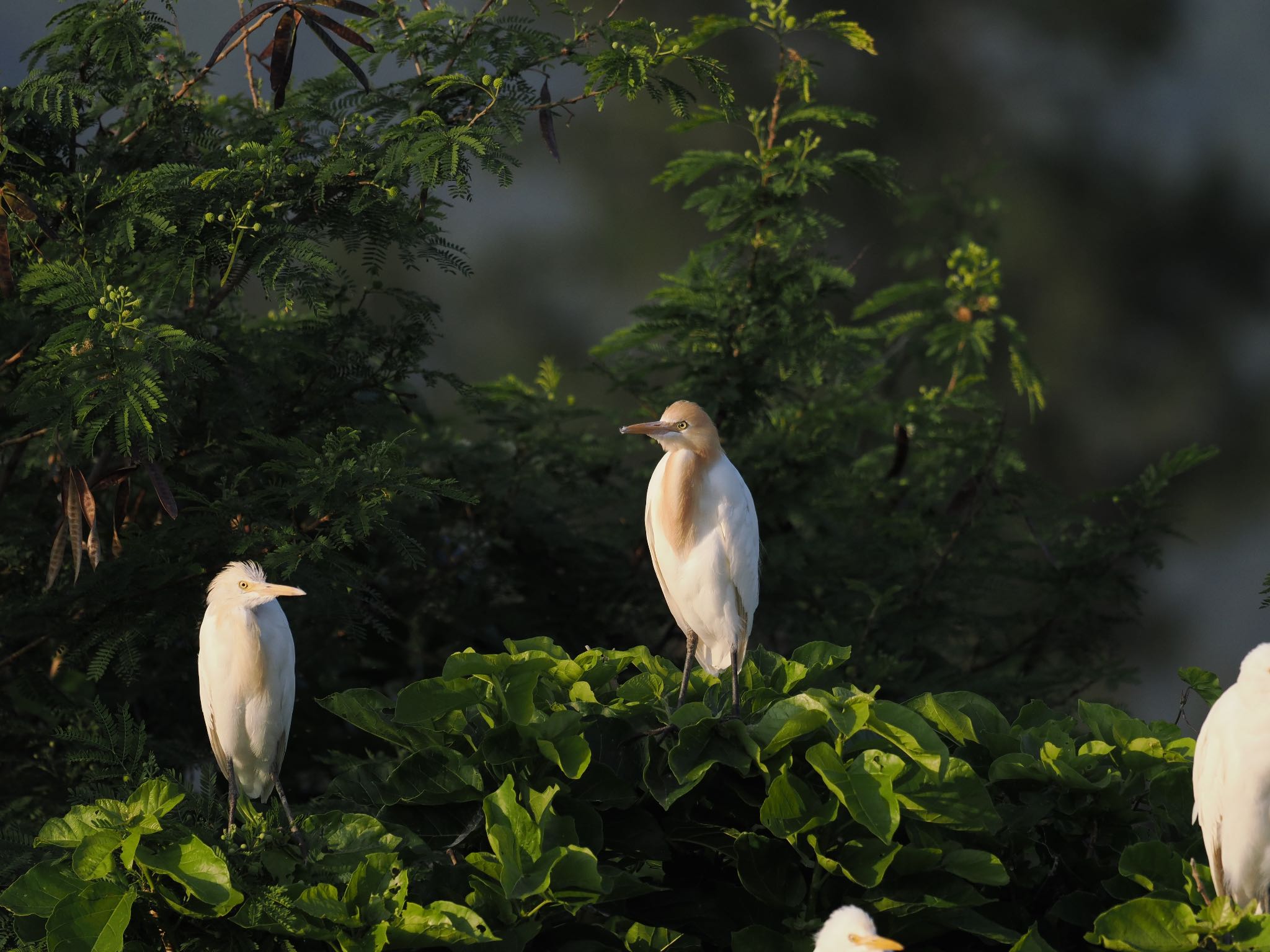 Photo of Eastern Cattle Egret at  by エナガ好き