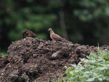 Oriental Turtle Dove(stimpsoni) Unknown Spots Wed, 3/6/2024