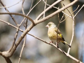 Grey-capped Greenfinch 秩父 Sun, 3/10/2024