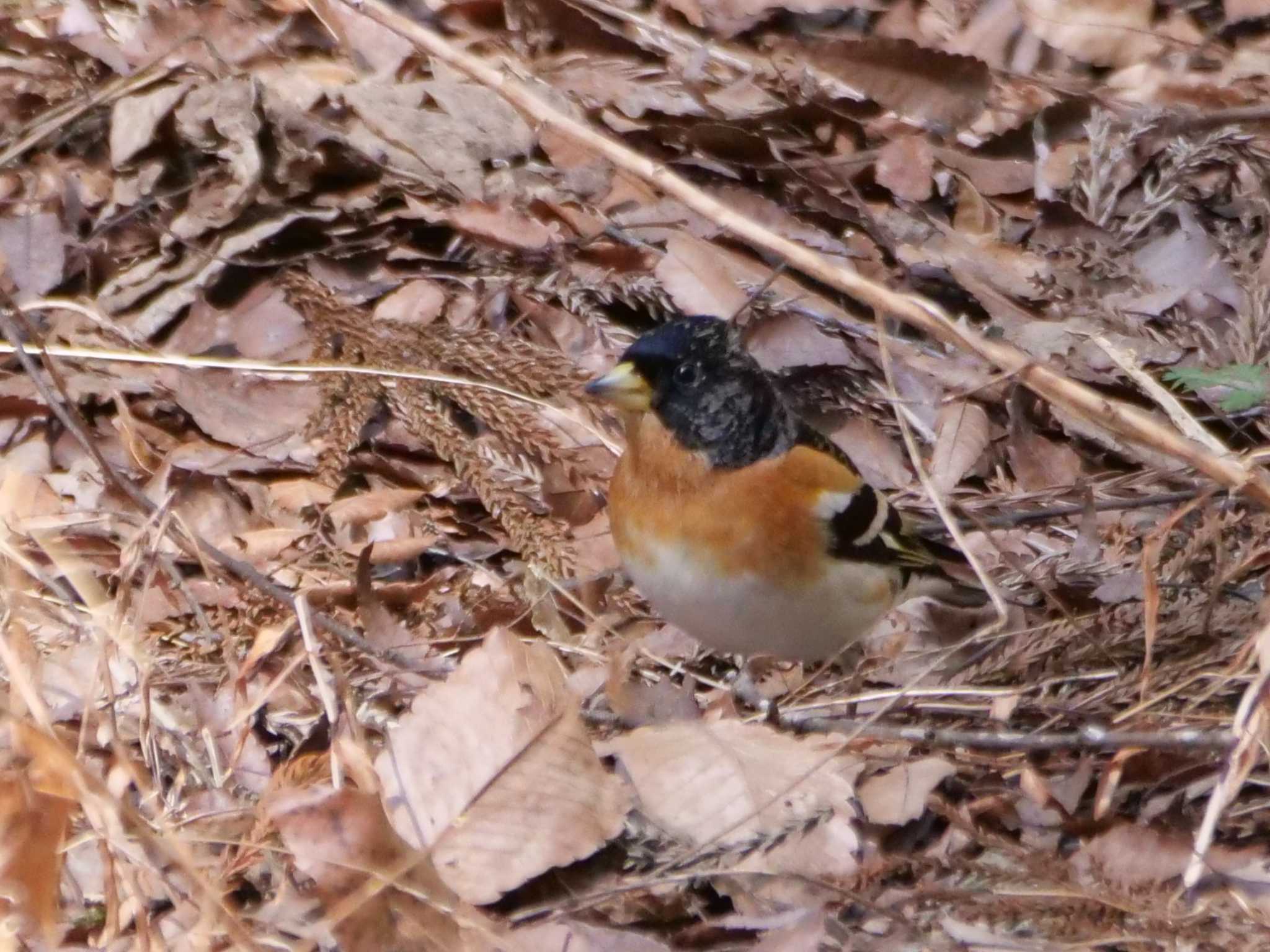 秩父 アトリの写真 by little birds