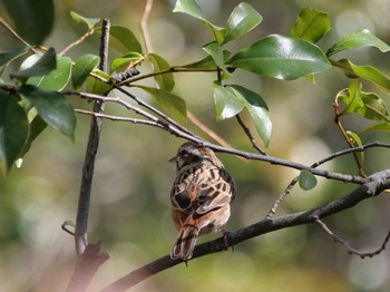 Meadow Bunting 秩父 Sun, 3/10/2024