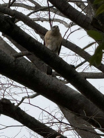 Japanese Sparrowhawk MFχ(23区西部) Sat, 3/23/2024