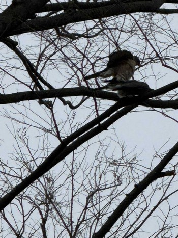 Japanese Sparrowhawk MFχ(23区西部) Sat, 3/23/2024