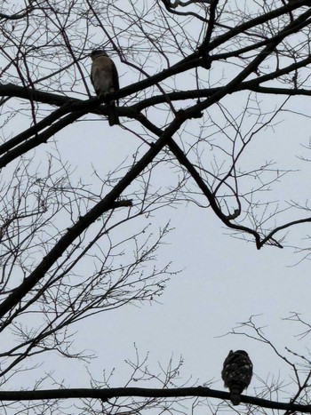 Japanese Sparrowhawk MFχ(23区西部) Sat, 3/23/2024