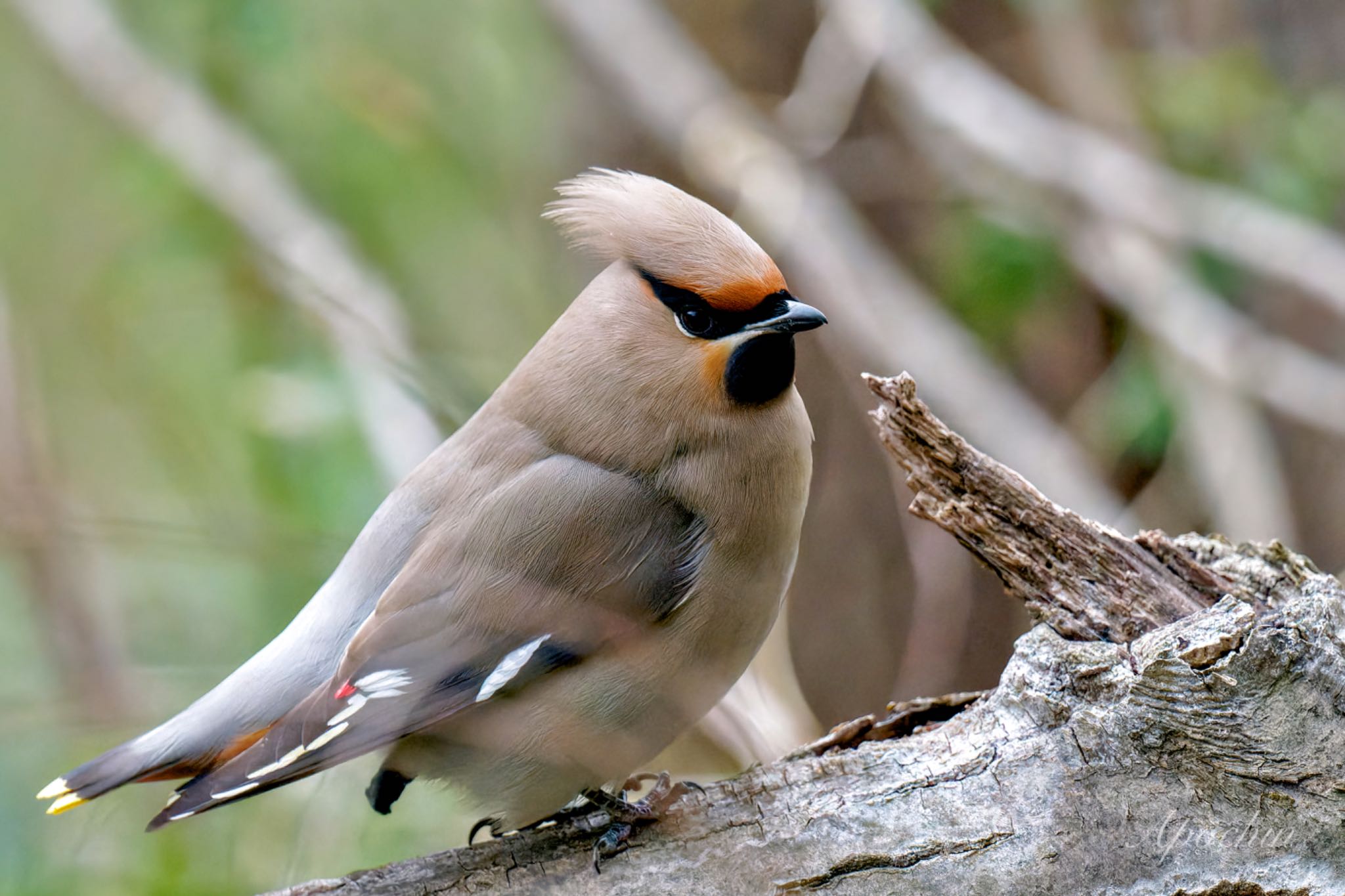 Bohemian Waxwing