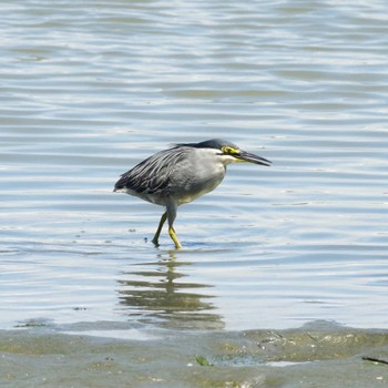 ササゴイ 東京港野鳥公園 2021年8月6日(金)