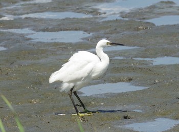 コサギ 東京港野鳥公園 2021年8月6日(金)