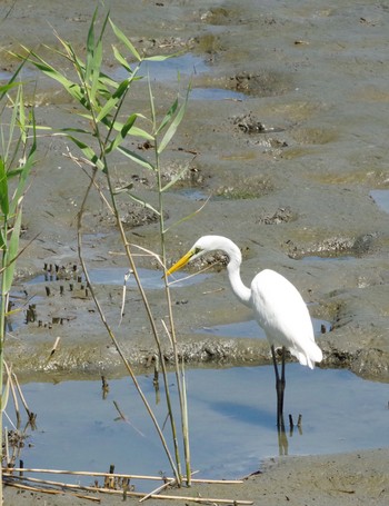 2021年8月6日(金) 東京港野鳥公園の野鳥観察記録