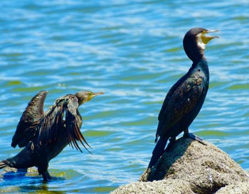 カワウ 東京港野鳥公園 2021年8月6日(金)