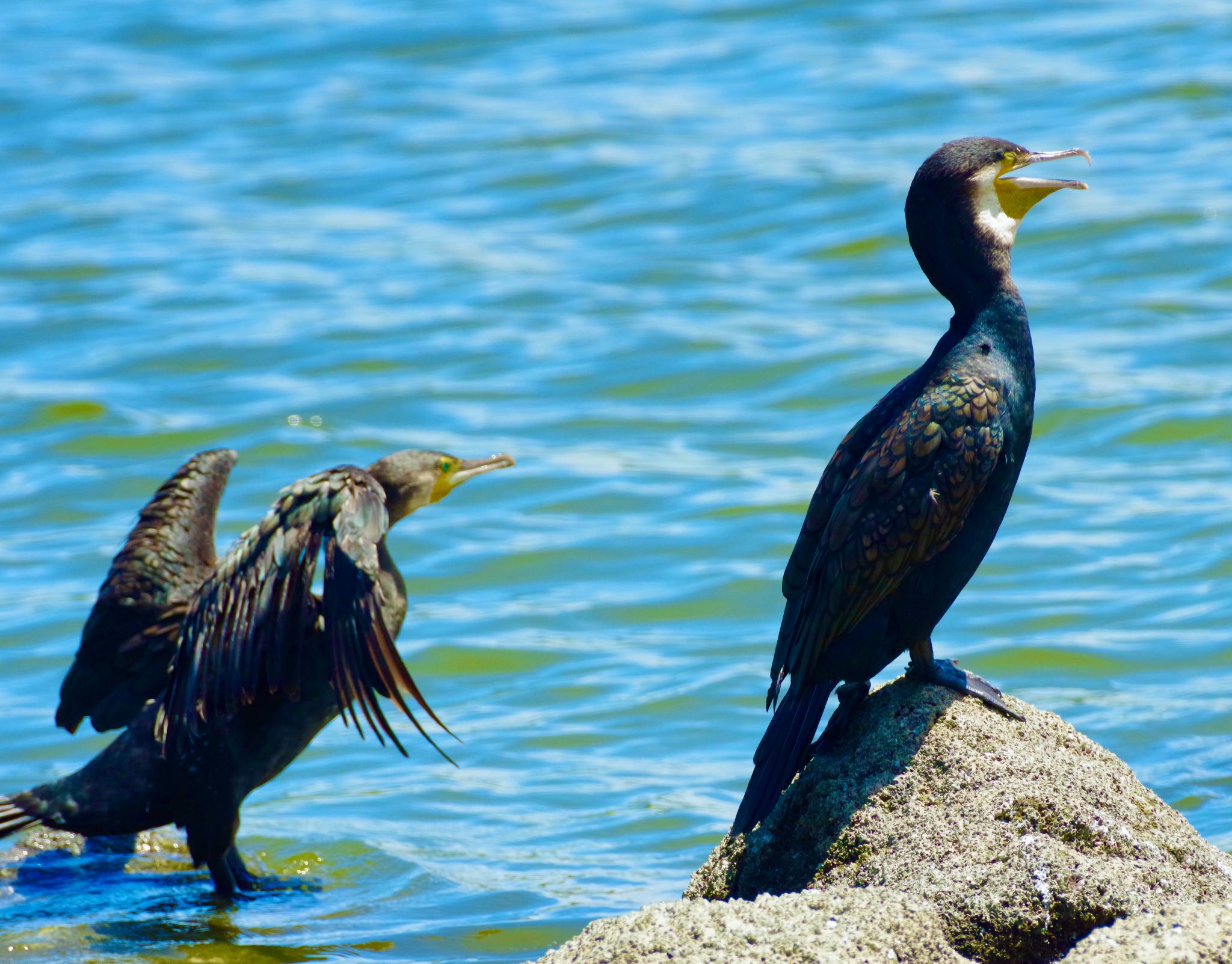 東京港野鳥公園 カワウの写真 by 015