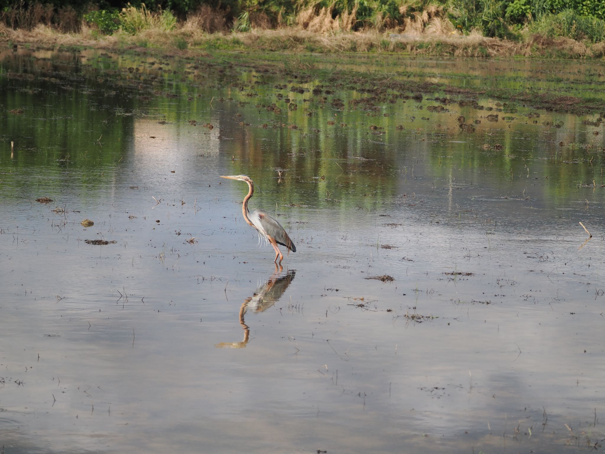 Photo of Purple Heron at  by エナガ好き