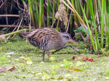 Brown-cheeked Rail 江津湖 Sat, 3/23/2024