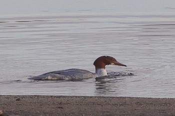 Common Merganser 守山市 Tue, 11/30/2021