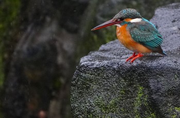 2024年3月23日(土) 大阪市住吉公園の野鳥観察記録