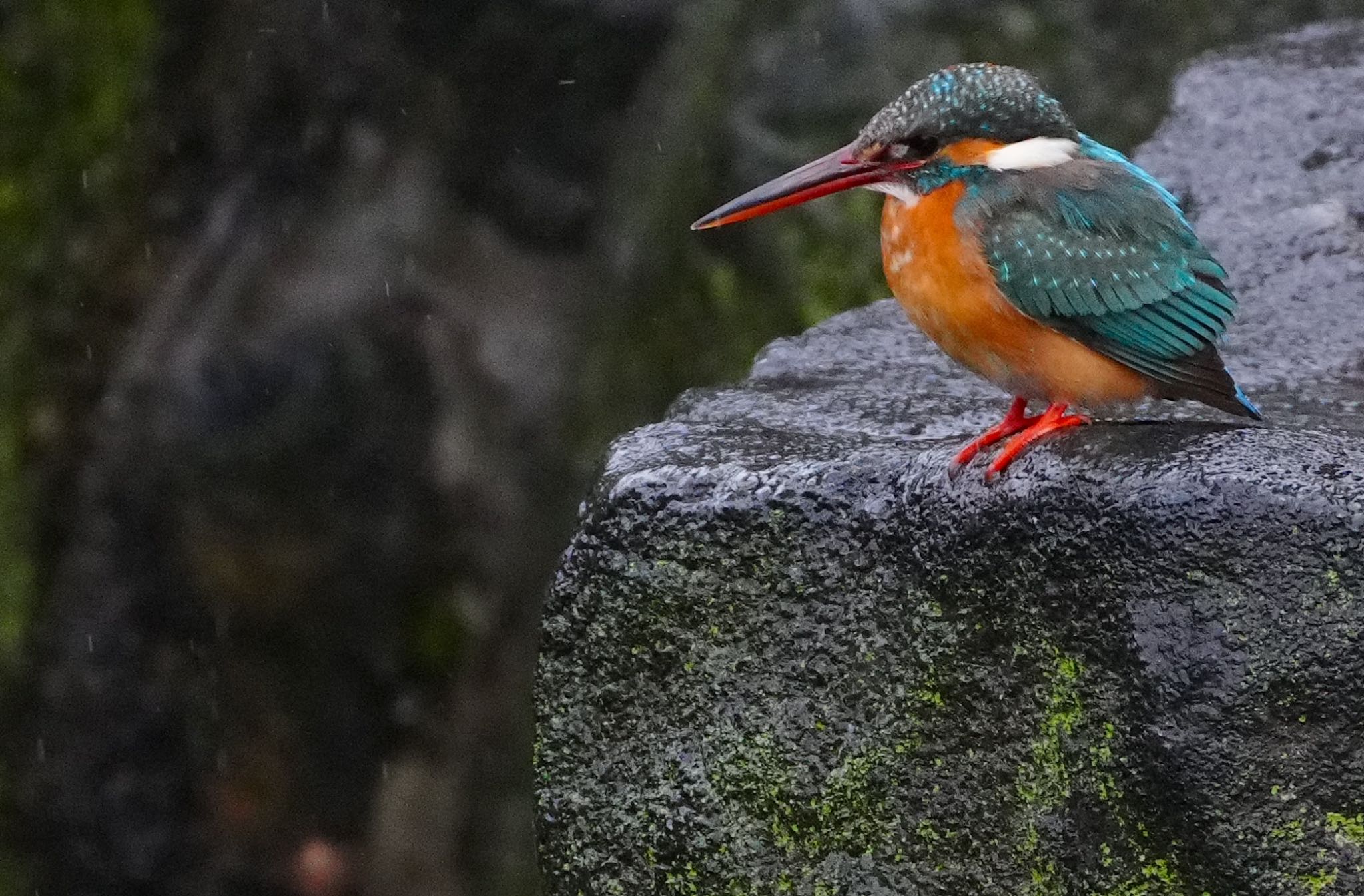 Photo of Common Kingfisher at 大阪市住吉公園 by アルキュオン