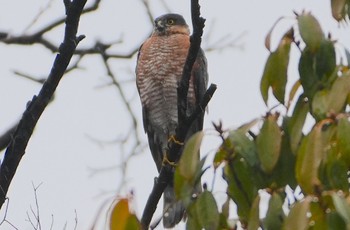 Eurasian Sparrowhawk 万代池 Sat, 3/23/2024