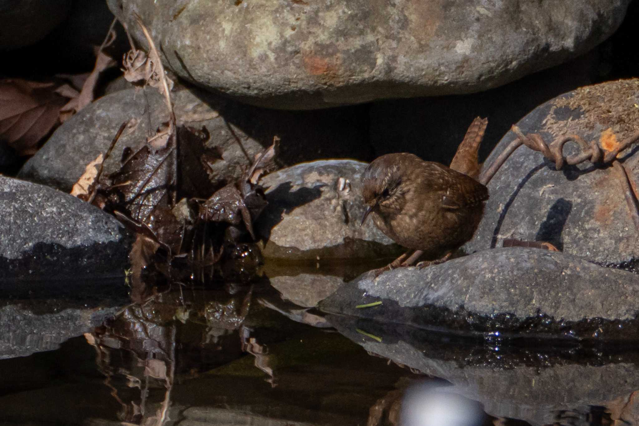 Eurasian Wren