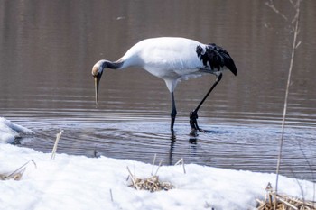 Red-crowned Crane 長都沼(千歳市) Sat, 3/23/2024