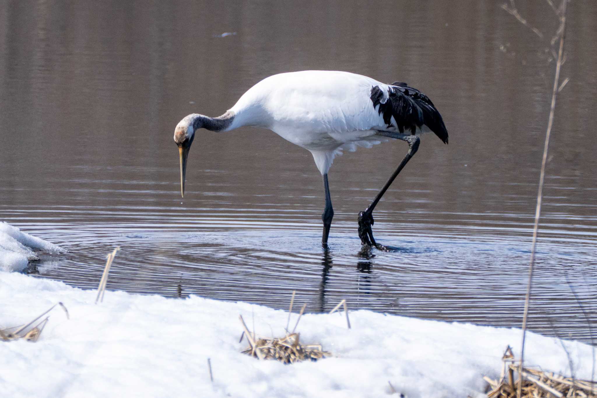 Red-crowned Crane