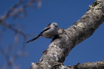 Long-tailed tit(japonicus) Tomakomai Experimental Forest Sat, 3/23/2024