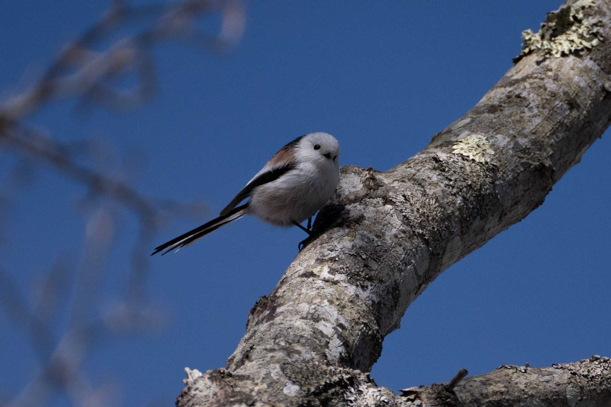 Long-tailed tit(japonicus)