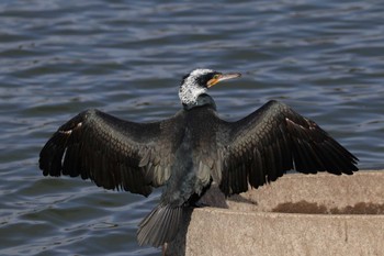 Great Cormorant 山田池公園 Sun, 3/1/2020