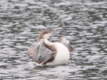 Black-throated Loon 浦賀港 Sat, 3/23/2024