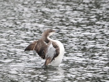 Black-throated Loon 浦賀港 Sat, 3/23/2024