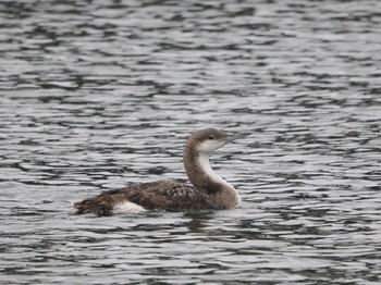 Black-throated Loon 浦賀港 Sat, 3/23/2024