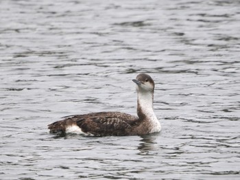 Black-throated Loon 浦賀港 Sat, 3/23/2024