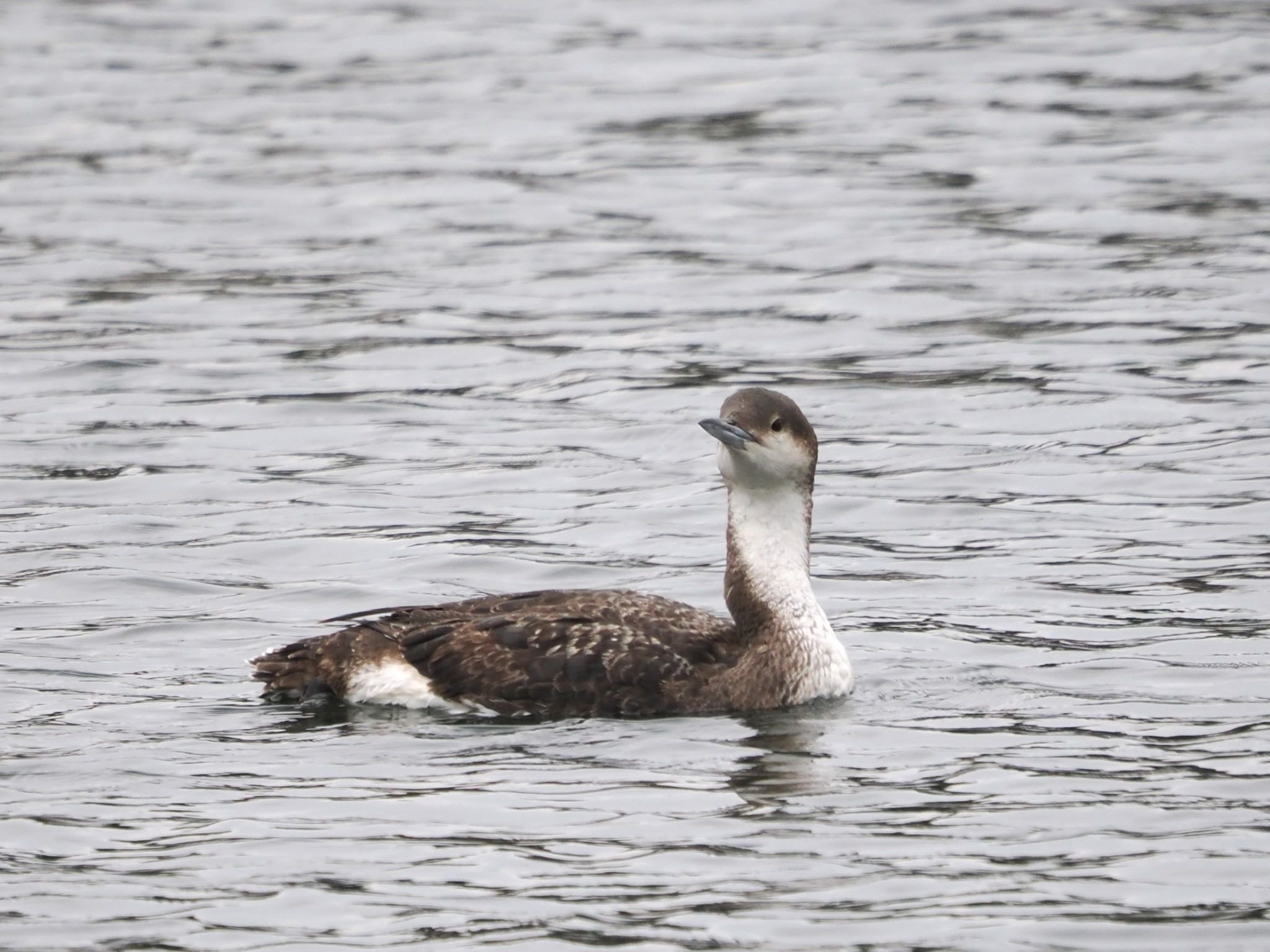 Photo of Black-throated Loon at 浦賀港 by ぽぽぽ