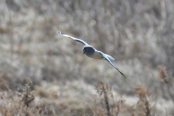 ハイイロチュウヒ 群馬県 2024年3月2日(土)