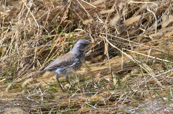 Fieldfare 群馬県 Sat, 3/2/2024