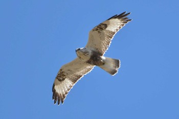 Rough-legged Buzzard 群馬県 Sat, 3/2/2024