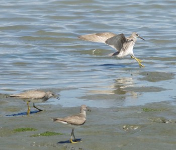 キアシシギ 東京港野鳥公園 2021年8月6日(金)