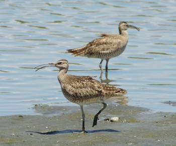 チュウシャクシギ 東京港野鳥公園 2021年8月6日(金)