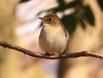 Red-breasted Flycatcher まつぶし緑の丘公園 Sun, 3/3/2024