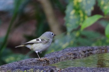 Goldcrest 京都市 Wed, 2/19/2020