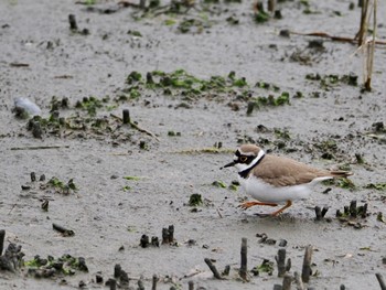 2024年3月23日(土) 東京港野鳥公園の野鳥観察記録