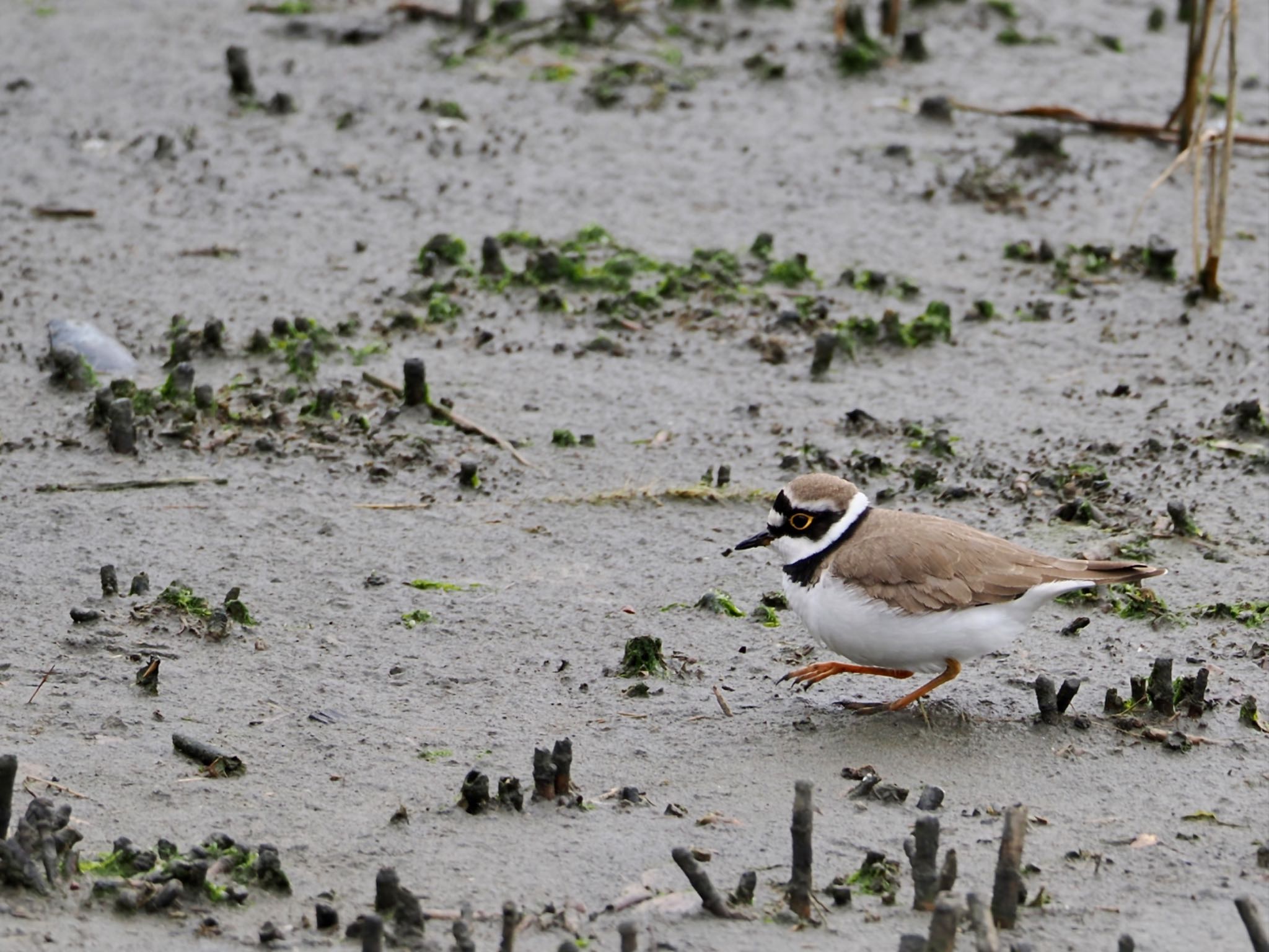 Little Ringed Plover