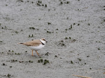 コチドリ 東京港野鳥公園 2024年3月23日(土)